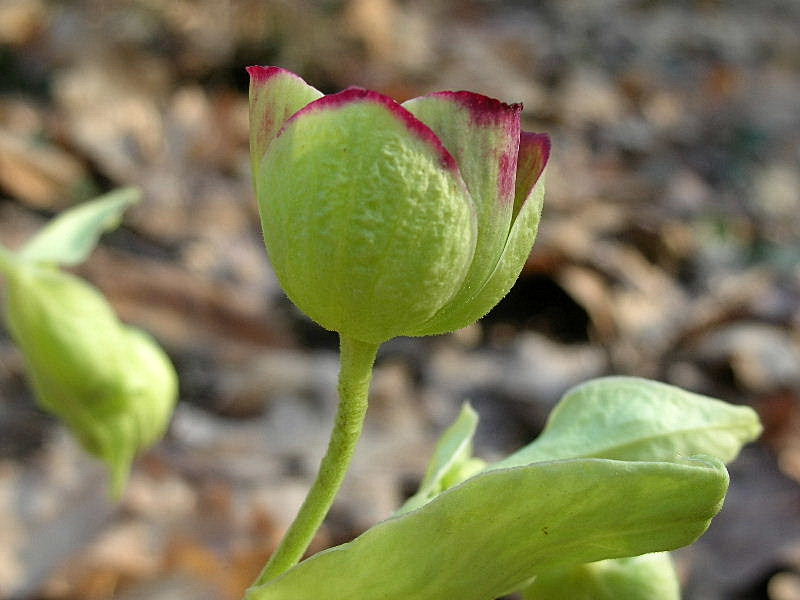 Helleborus foetidus / Elleboro puzzolente